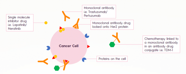 HER2 Positive Breast Cancer - Targeted Therapies: Present and Future ...