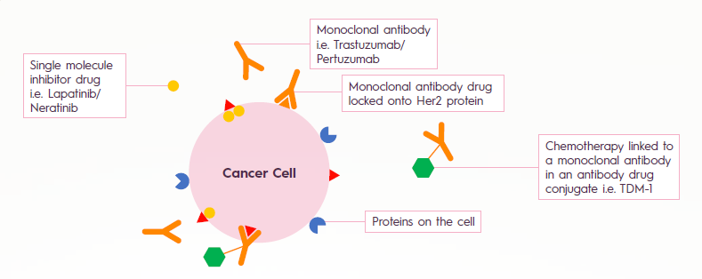 HER2 Positive Breast Cancer - Targeted Therapies: Present and Future